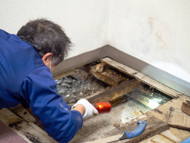 Reliable Anahuac, TX Mold Remediation Solutions