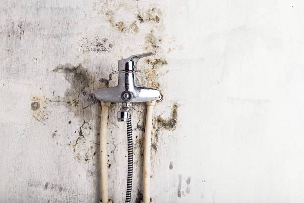  Anahuac, TX Mold Removal Pros