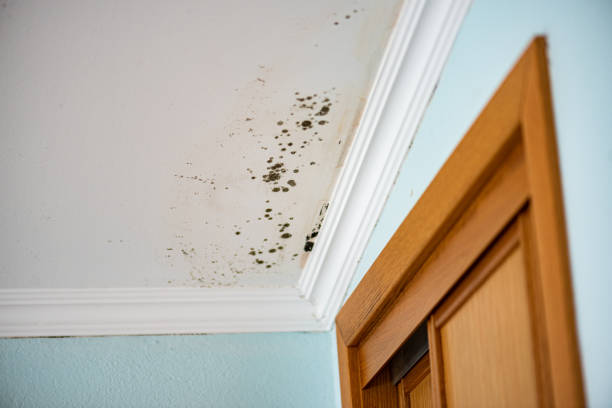 Best Black Mold Remediation in Anahuac, TX