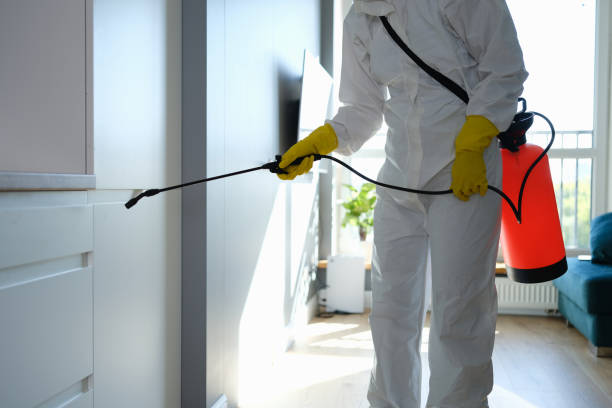 Best White Mold Remediation in Anahuac, TX