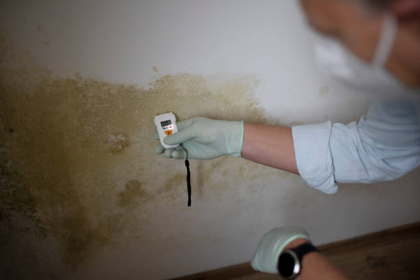 Best Localized Mold Remediation (e.g., coastal areas, humid climates) in Anahuac, TX