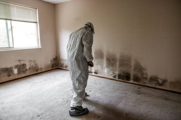 Best White Mold Remediation in Anahuac, TX