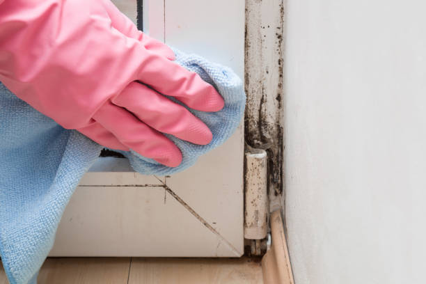Best Insurance-Related Mold Remediation in Anahuac, TX